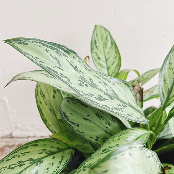 Aglaonema Silver Queen - Imagen 2